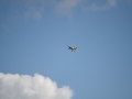 IMGP7949